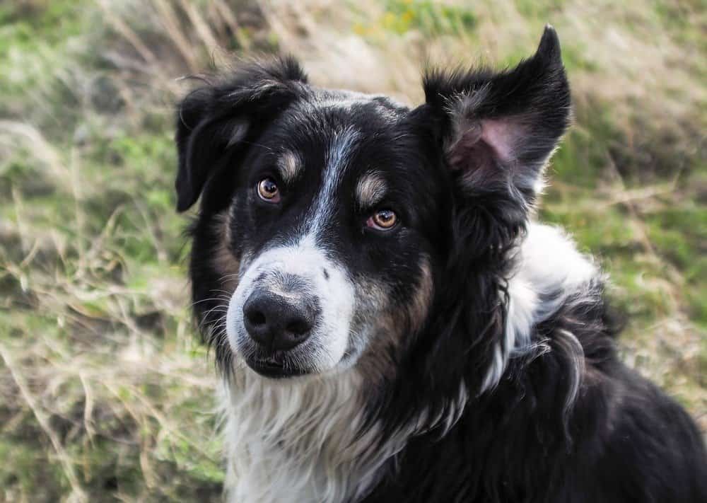 An English Shepherd at full attention with one ear in the air.