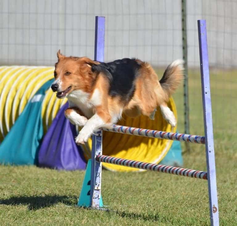 English Shepherd Leaping Over a Jump at a Dog Agility Trial