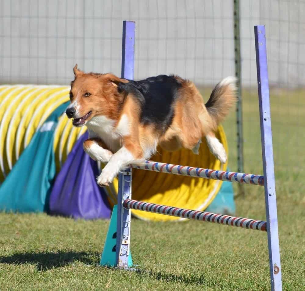 English shepherd skips jumps in dog agility test