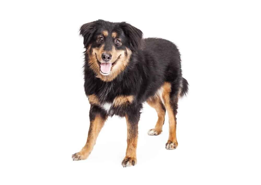 English Shepherd Dog Breed Complete Guide A Z Animals