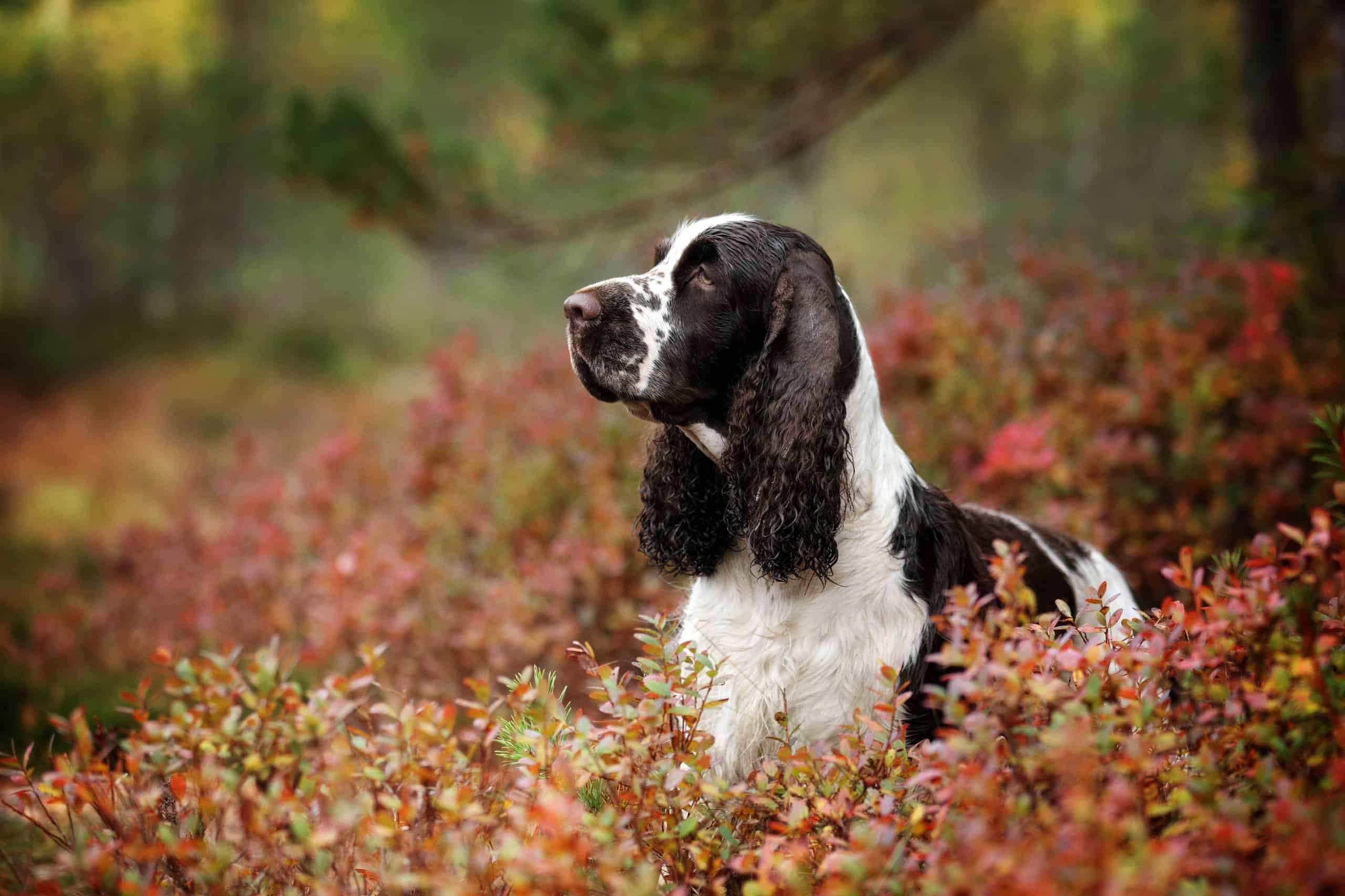 English Springer Spaniel Owner S Guide PMCWF