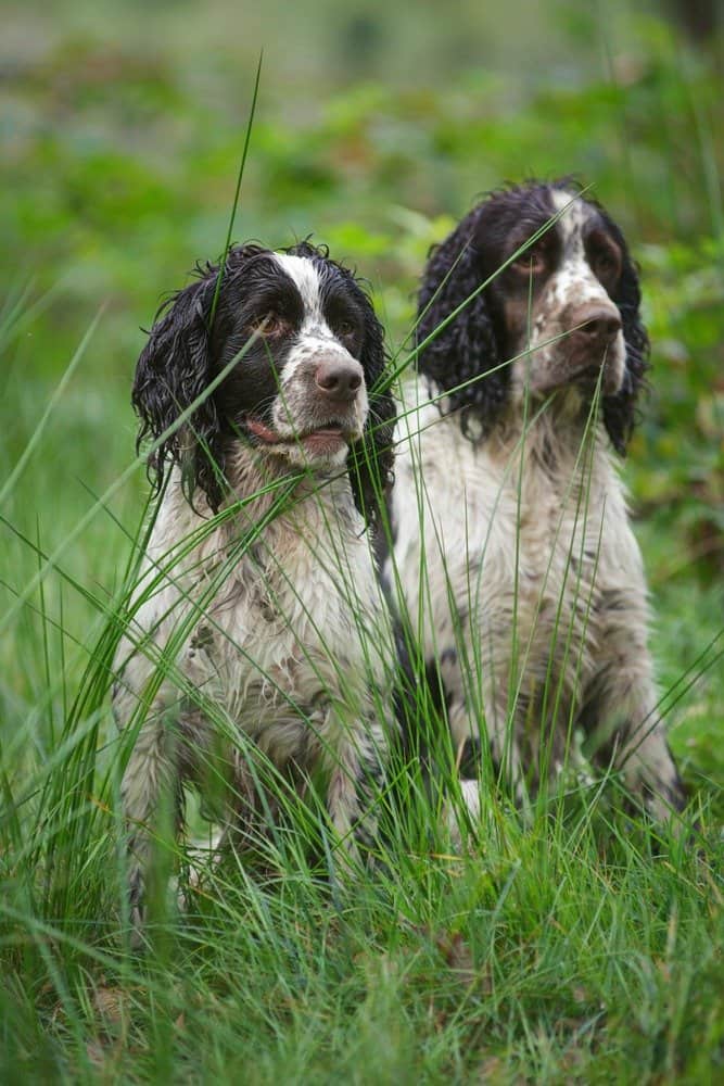 Two English Springer Spaniel dogs
