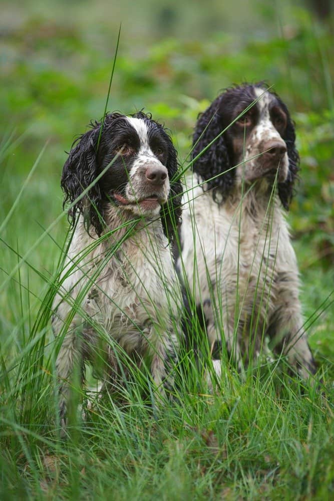 Best puppy food for hotsell springer spaniels