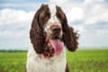 English Springer Spaniel Dog Breed Complete Guide - A-Z Animals