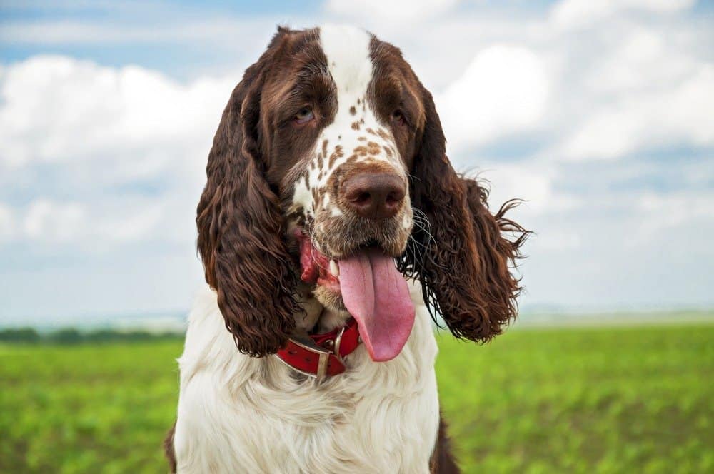 English springer spaniel show hot sale type