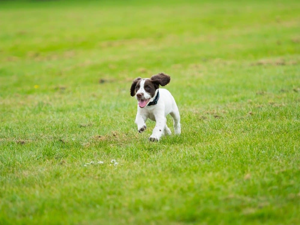 English springer spaniel puppy running in the grass