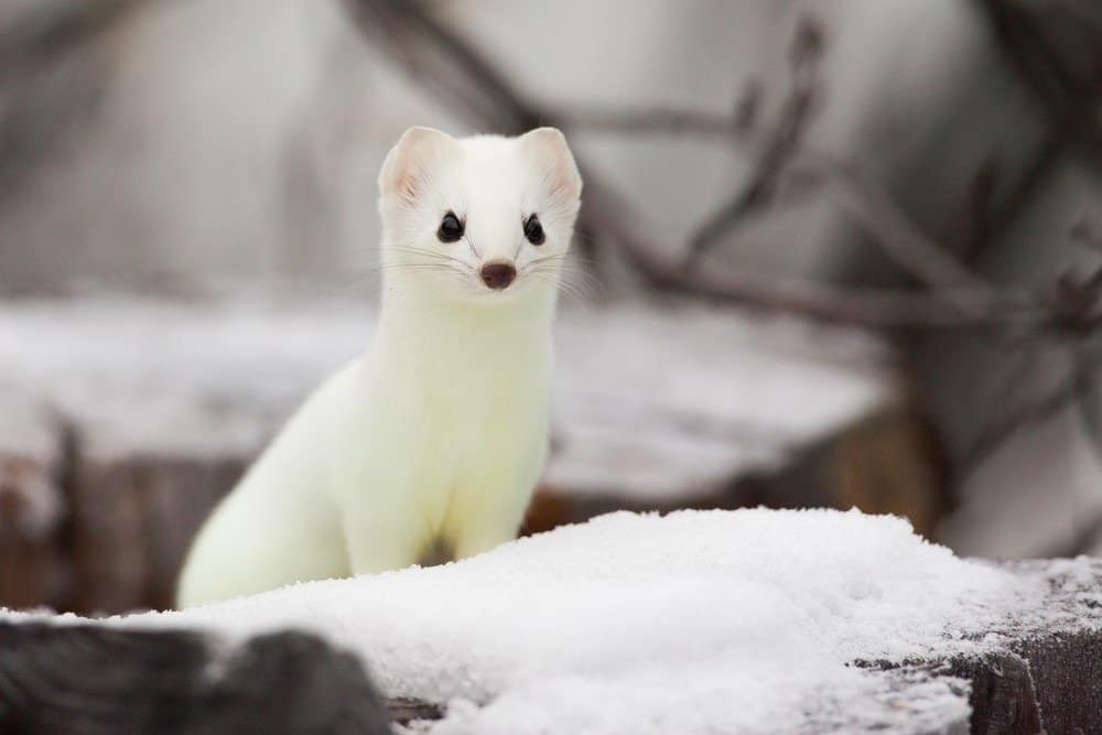 Short-tailed Weasel Mustela erminea in white winter fur at Simpson Lake, Yukon, Canada