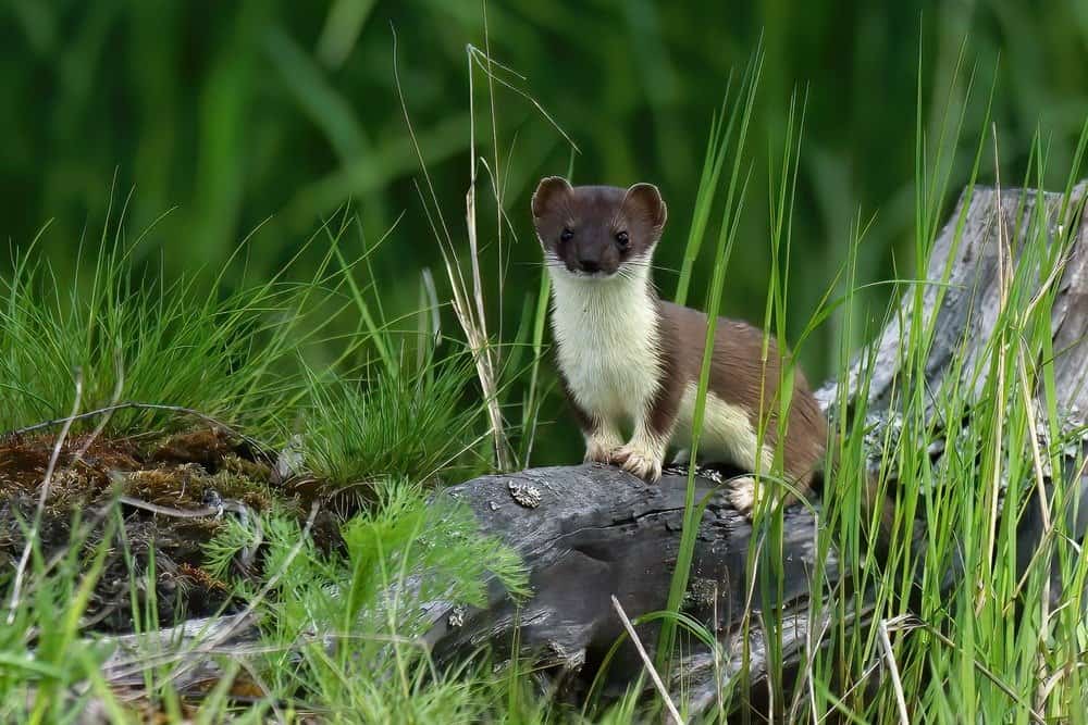 Short Tailed Weasel Pictures Animal