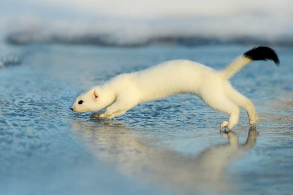 pet stoat