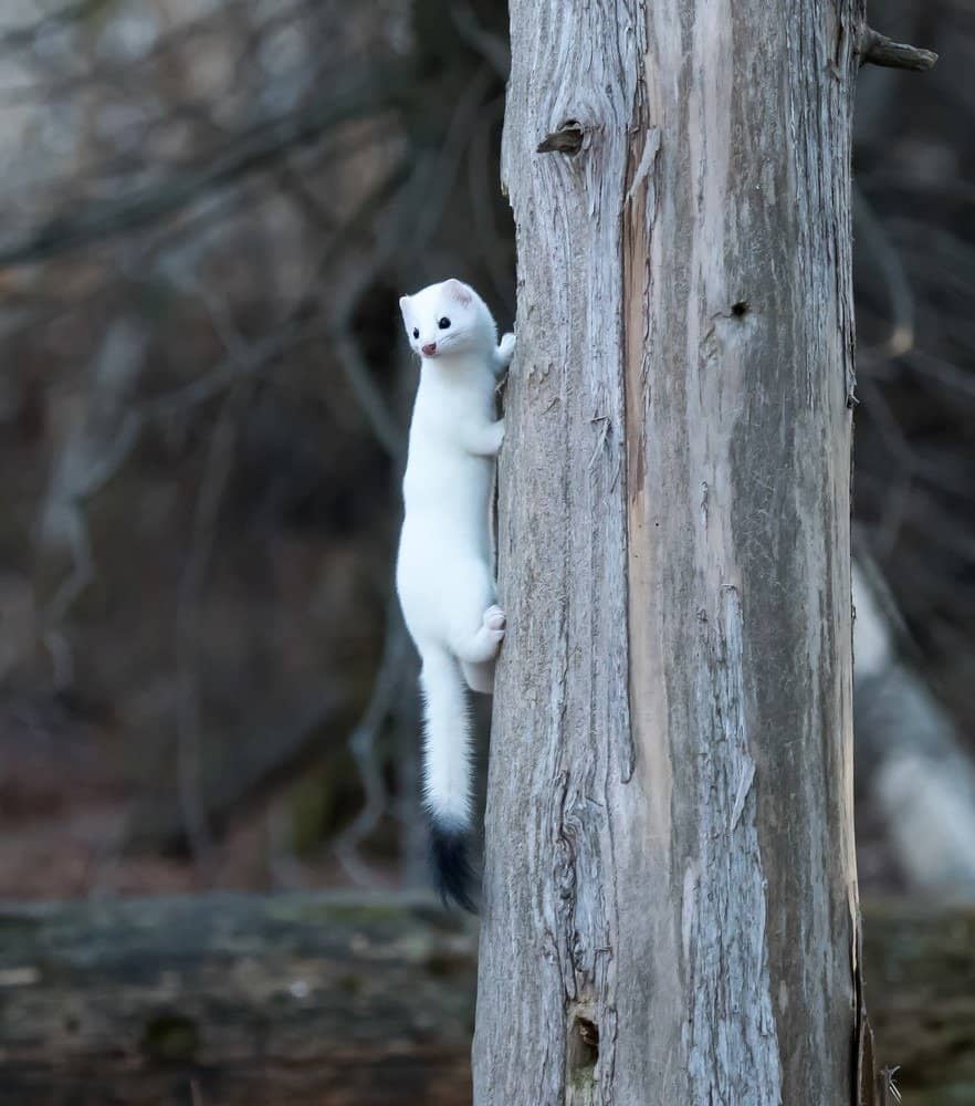 Ermine weasel in a winter coat