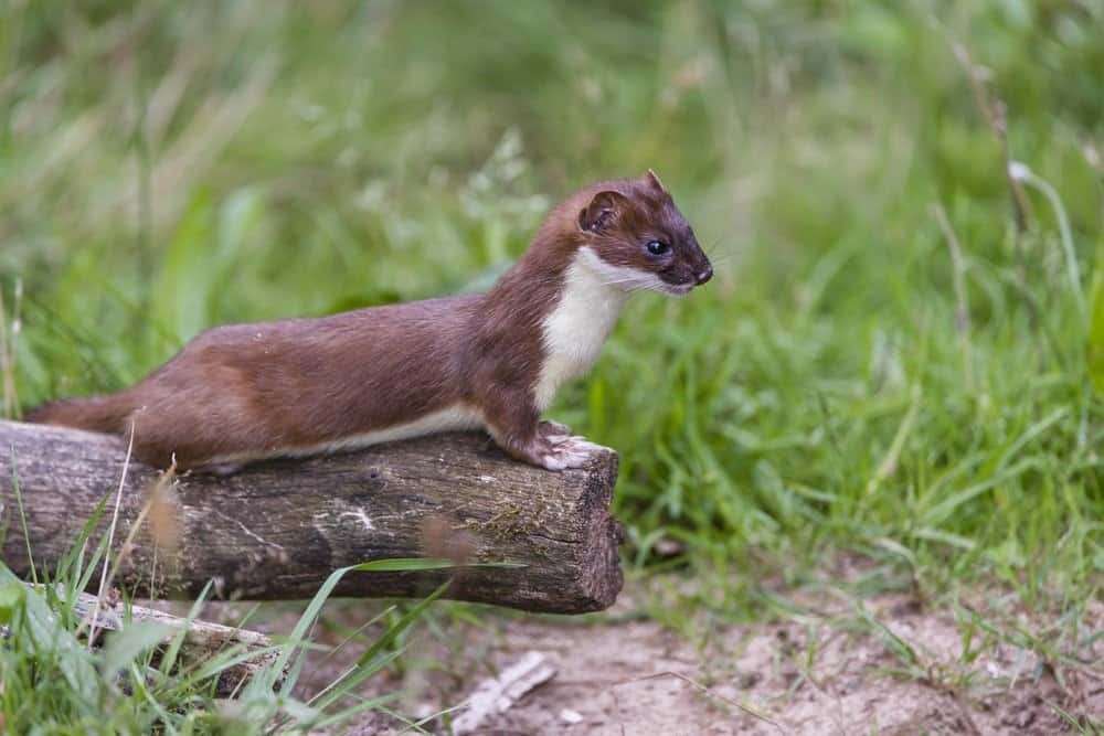 Arctic Ermine In Summer