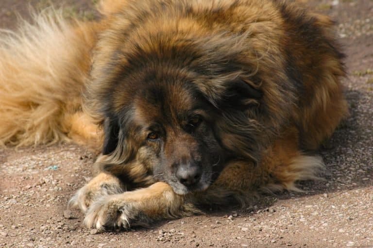 Estrela mountain dog lies down exhausted after a day at work
