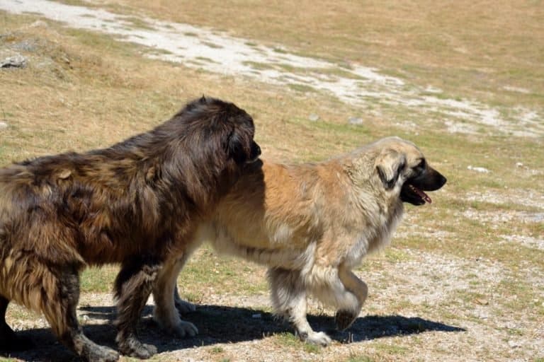 Two dogs, Estrela Mountain dog