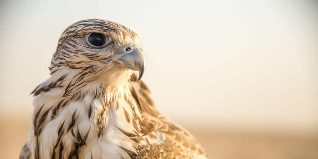 Eagle vs Falcon: What are the Differences & Who Would Win in a Fight? - AZ  Animals