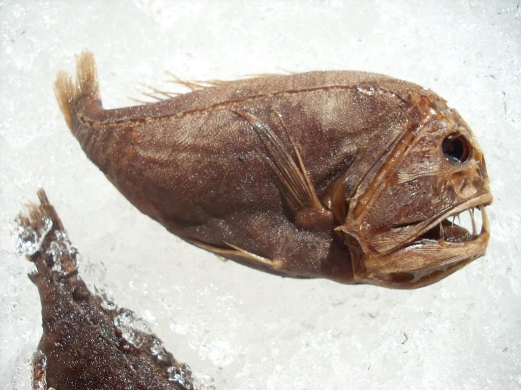 Fangtooth (Anoplogaster cornuta)- scary looking angler fish