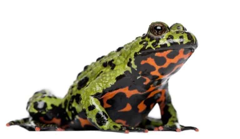 Fire-bellied-toad with bright underbelly and green back on an isolated background