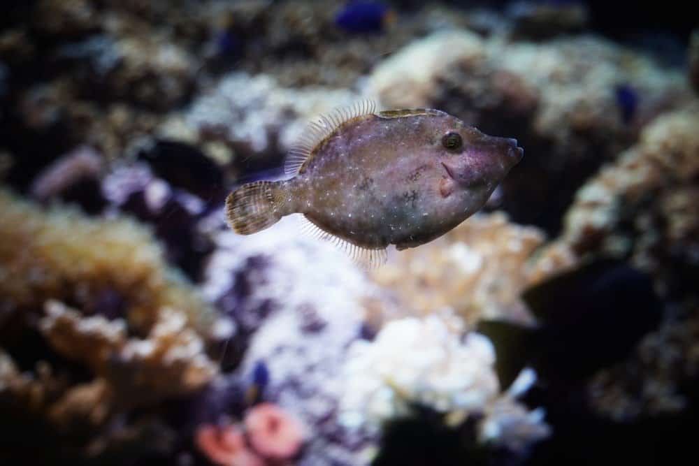 A baby Flounder Fish on its own around the Corals