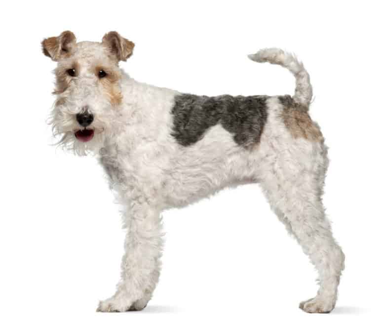 Fox terrier isolated on a white background