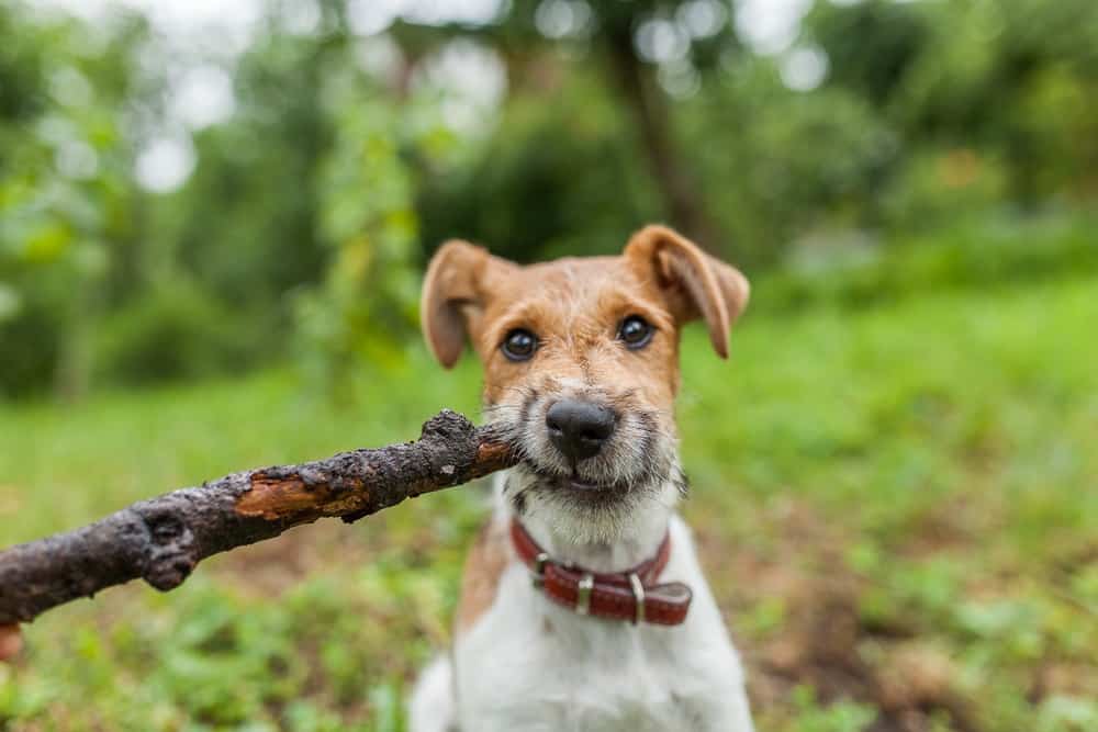 Fox terrier puppy with a stick in its mouth