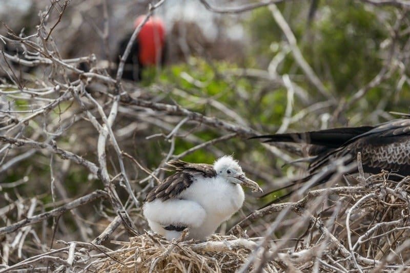 Frigatebird chick with white feathers