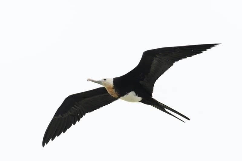 Frigatebird đang bay cho thấy sải cánh khổng lồ của nó