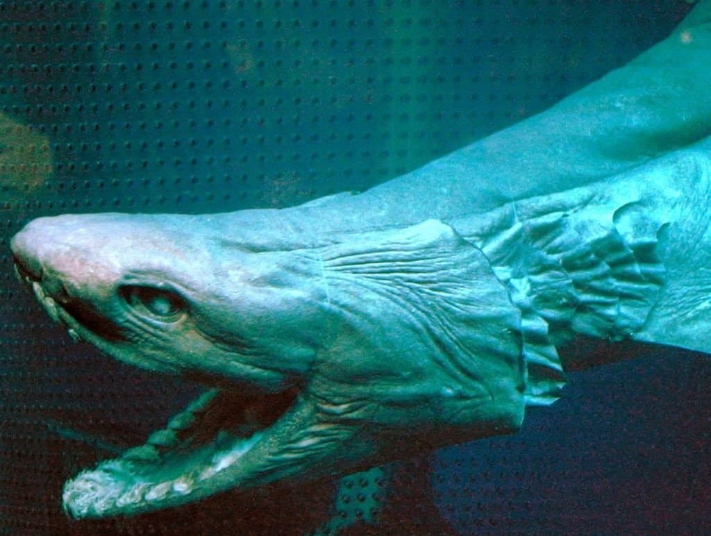 ปลาฉลามครีบ (Chlamydoselachus anguineus)