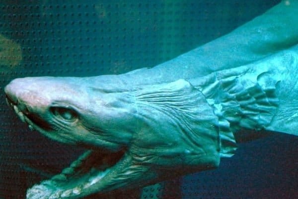 Frilled shark (Chlamydoselachus anguineus)