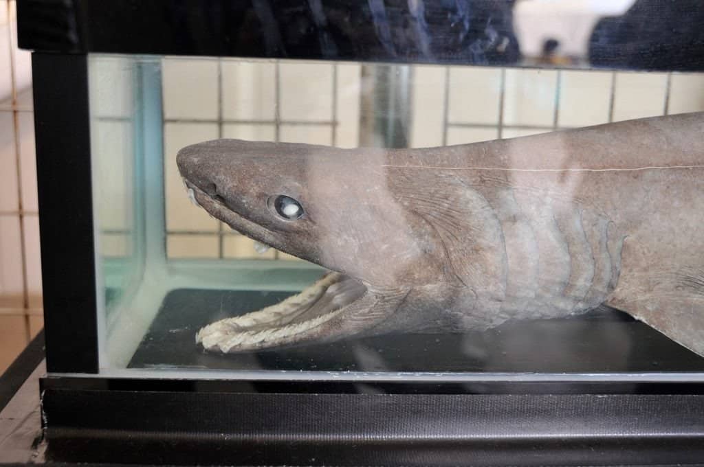 Frilled shark teeth on display in museum