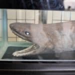 Frilled shark
