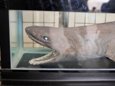 A Frilled Shark