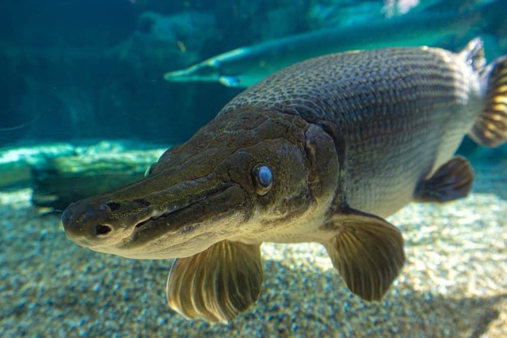 Alligator gar have torpedo-shaped bodies that look similar to alligators