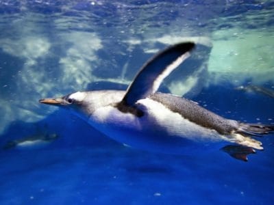 A Discover 5 Incredible Aquariums and Zoos With Penguins