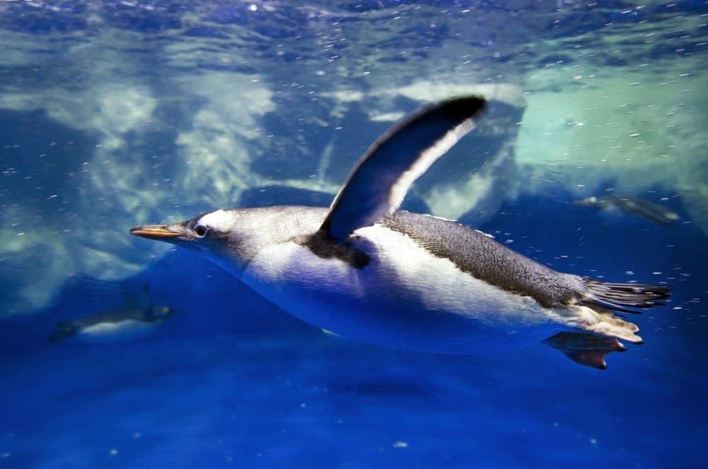Gentoo Penguins swimming underwater of the Southern Arctic ocean