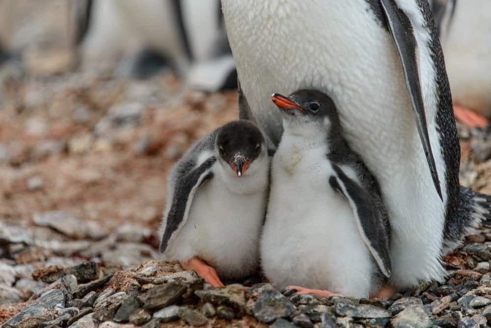 Gentoo penguin with chicks in the nest