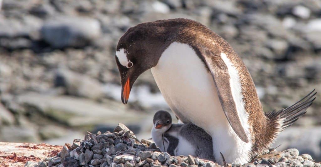 A Mother Gentoo Penguin and Her Baby Chick in Antarctica