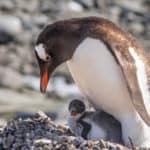 Gentoo Penguin