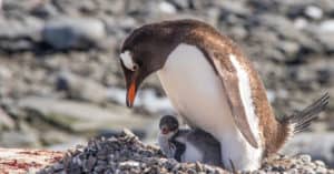 Penguin Reproduction: Unveiling the Mating Habits and Reproductive Cycle Picture