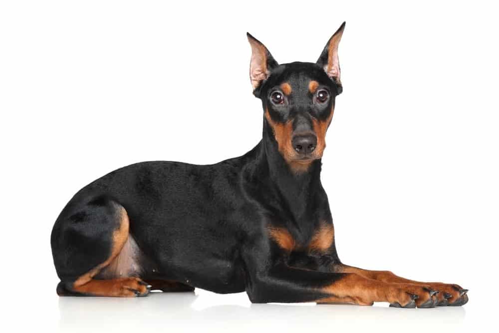 German pinscher on a white background