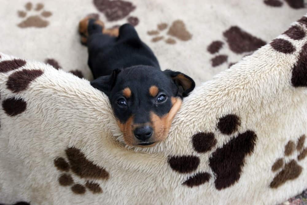 A portrait of a German pincher puppy