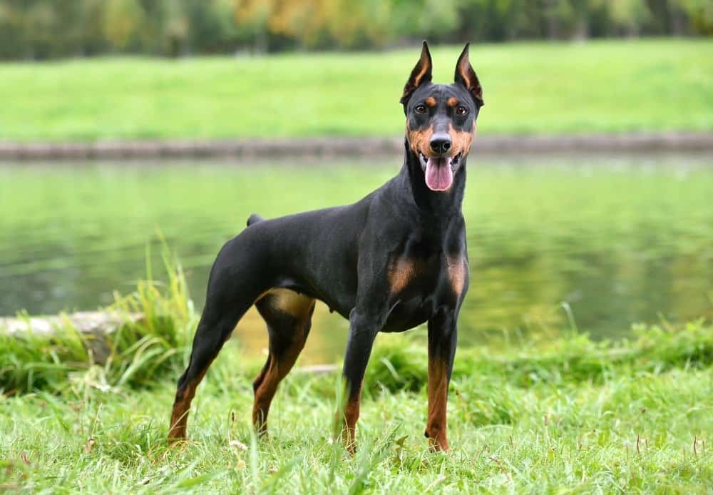 German Pinscher Dog Breed Complete Guide Wikipedia Point