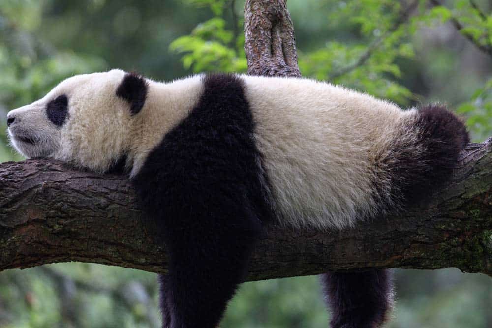 Laziest Animals on Earth: Top 15 | Lazy Animals | AZ Animals