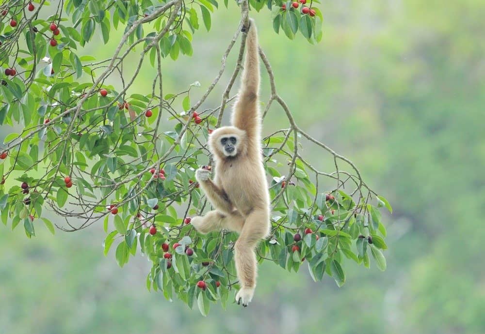 Common gibbon, White-handed gibbon hanging from tree branch