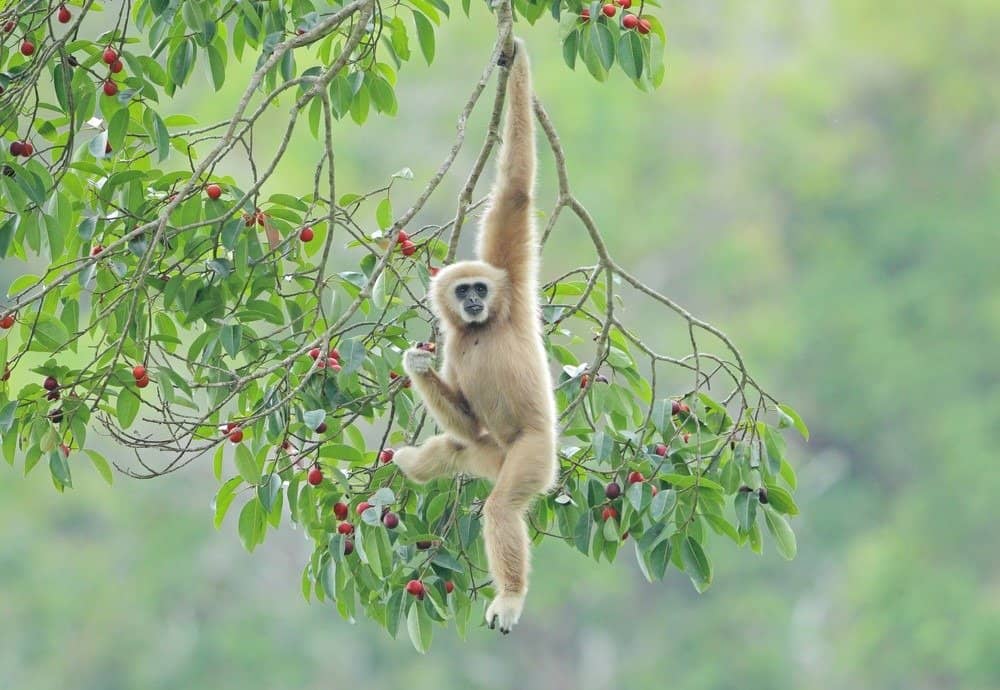 gibbon walking