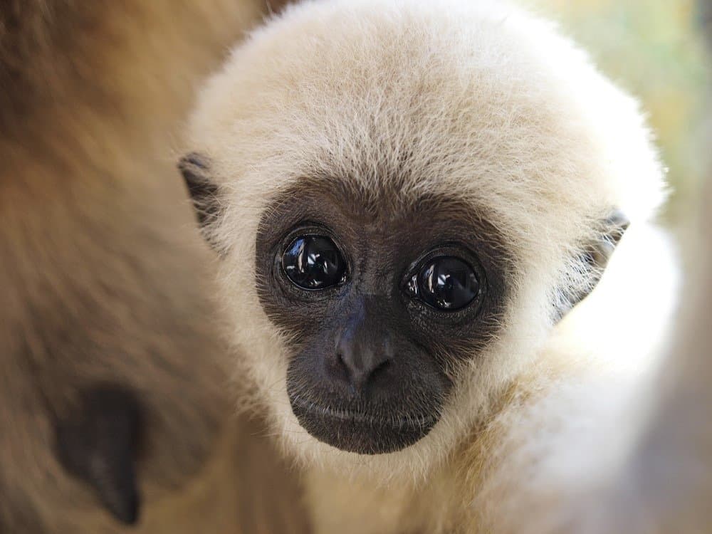 A baby lar gibbon ape