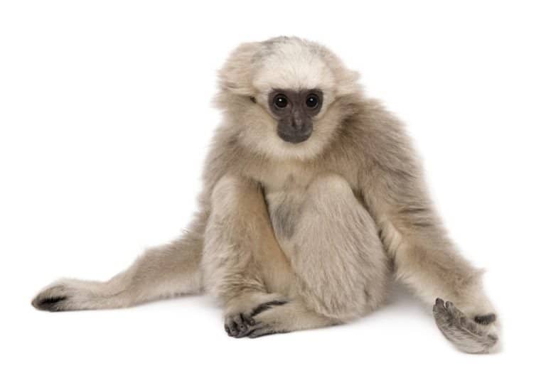 Young Pileated Gibbon, 4 months old, sitting with arms out in front of white background