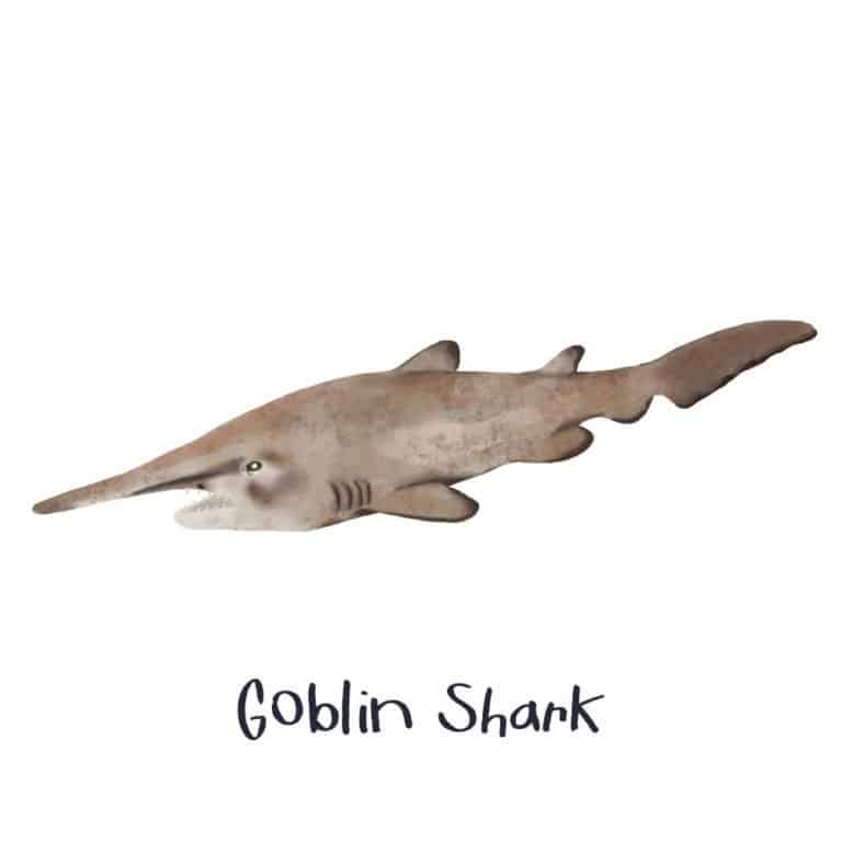 goblin shark fish realistic illustration