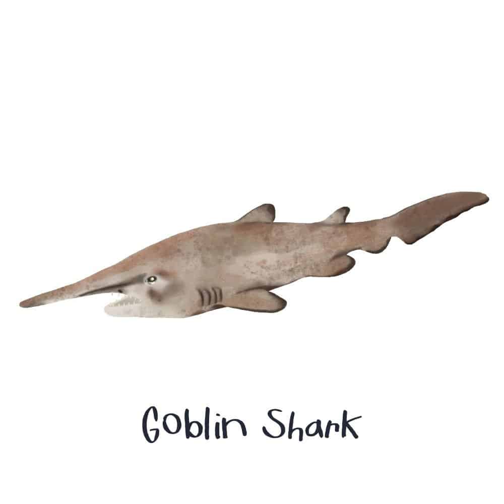 goblin shark challenger deep