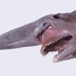 Goblin shark