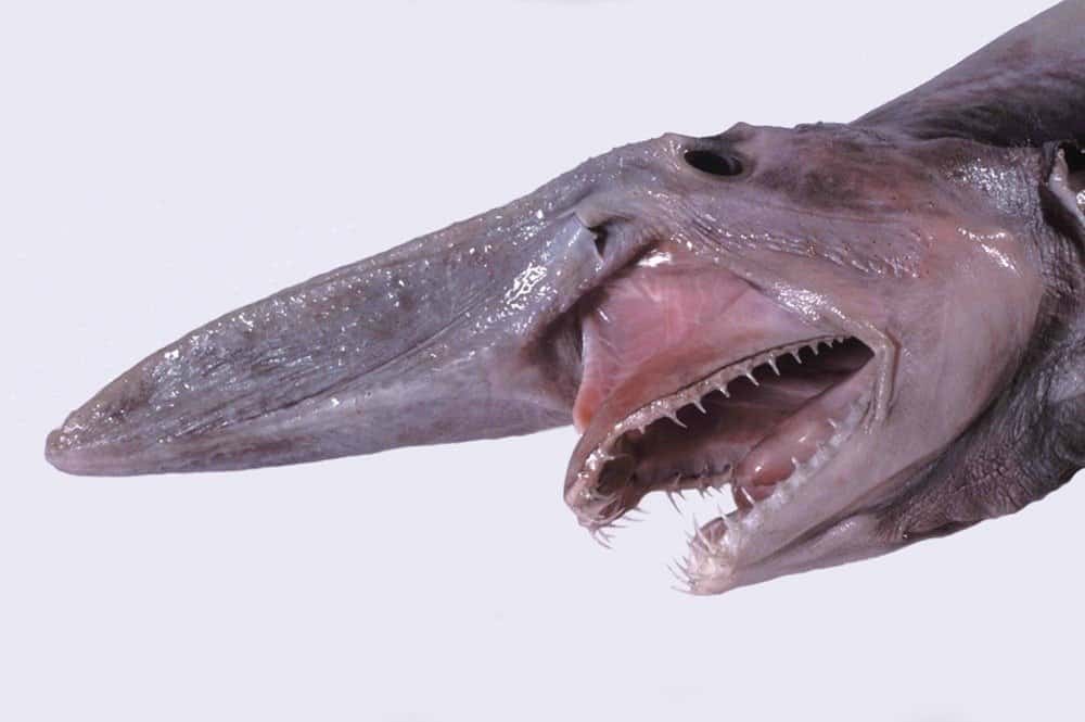 Head of a goblin shark (Mitsukurina owstoni) with jaws extended