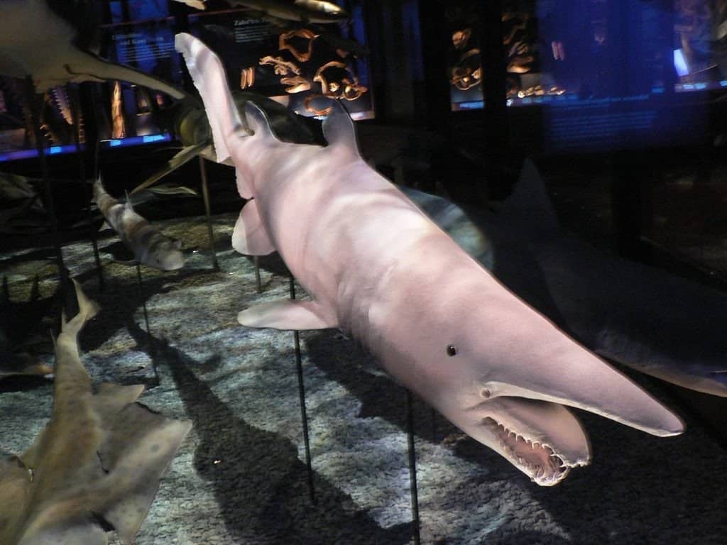 Model of goblin shark in museum